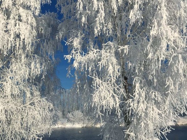 Из Горно-Алтайска — в гости к лебедям на озеро Светлое - фото 3