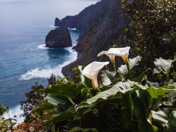 Дикая Мадейра: держим курс на север! - фото 3
