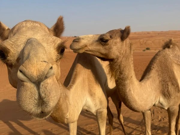 Изумрудный оазис и золотые дюны: Вади Бани Халид и пустыня Вахиба