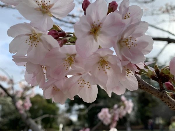 Токио в цвету: красота, которая исчезает