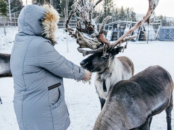 На Север за впечатлениями: северное сияние, Териберка, саамская деревня, хаски и олени - фото 3