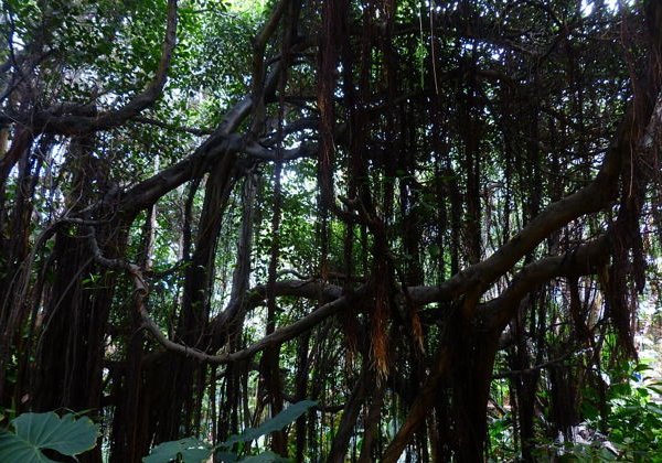 в Самурские Лиановые джунгли из Манаса - фото 3