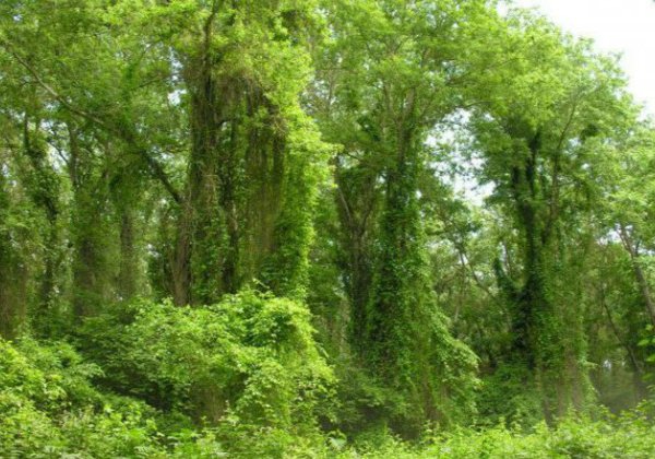 в Самурские Лиановые джунгли из Манаса