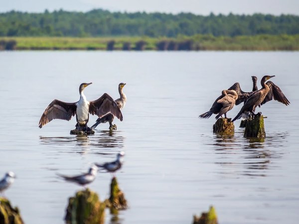 Грузинская Амазонка: озеро Палеостоми, два парка и чёрный пляж - фото 1