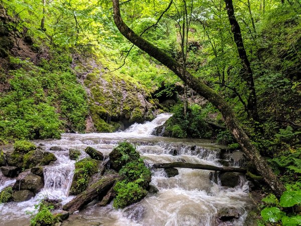 Дилижан культурный и природный: Агарцин и хайкинг в лесу - фото 1