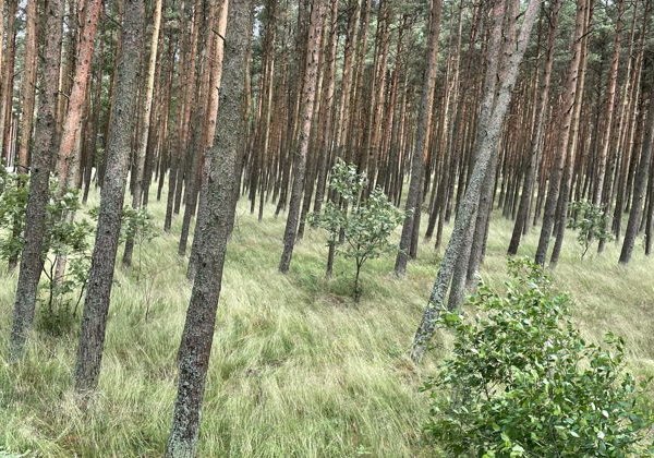 Куршская коса - одно из самых необычных мест России. - фото 4