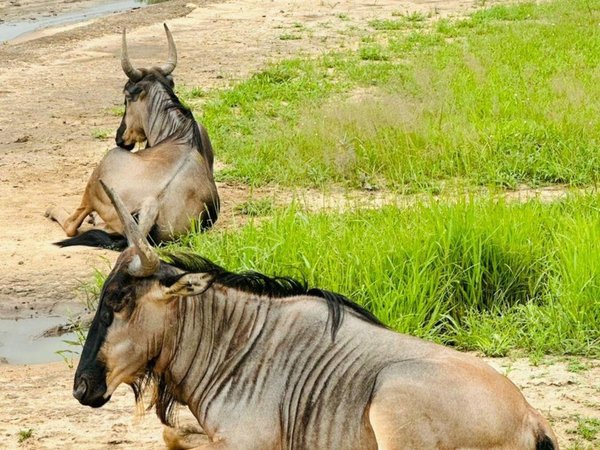 Сафари в нацпарке «Ньерере» — с Занзибара (всё включено) - фото 4
