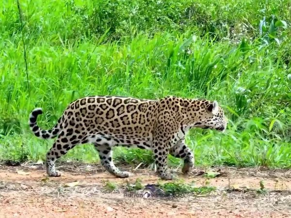 Лучшее в Бразилии в мини-группе: Рио и Пантанал, Бонито и Игуасу - фото 2
