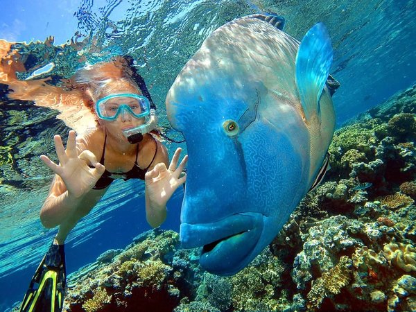 Всё Красное море за день: дайвинг, снорклинг и отдых на острове