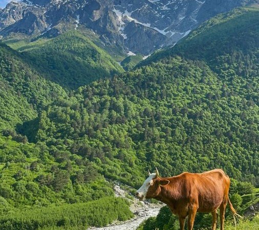 Код доступа: Дигория. Секретные тропы заповедной Алании на джипе