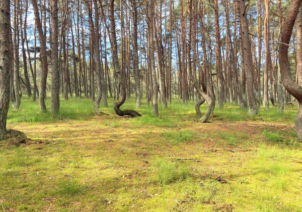 Куршская коса, Зеленоградск и замки: день в Калининградской области - фото 2
