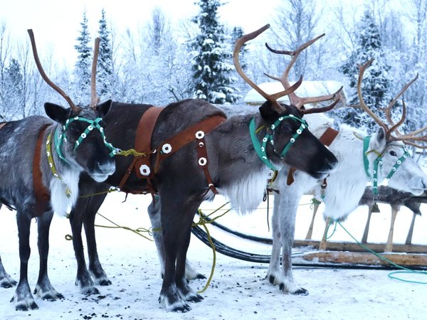 В саамскую деревню из Мурманска — к оленям, хаски и духам севера - фото 2