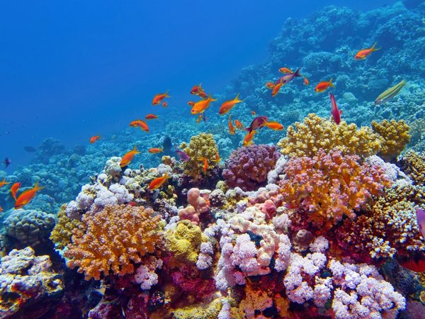 На скоростном катере по Красному морю — из Шарм-эль-Шейха - фото 2