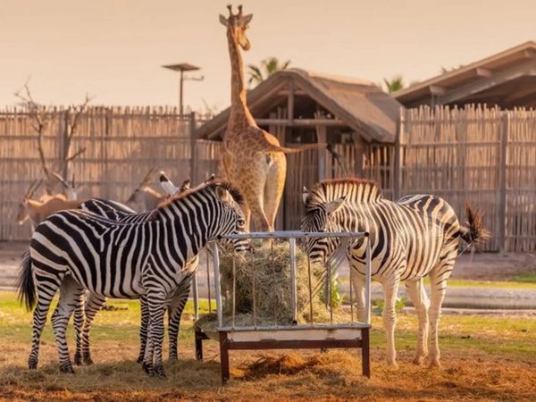 Трансфер в Dubai Safari Park - фото 1