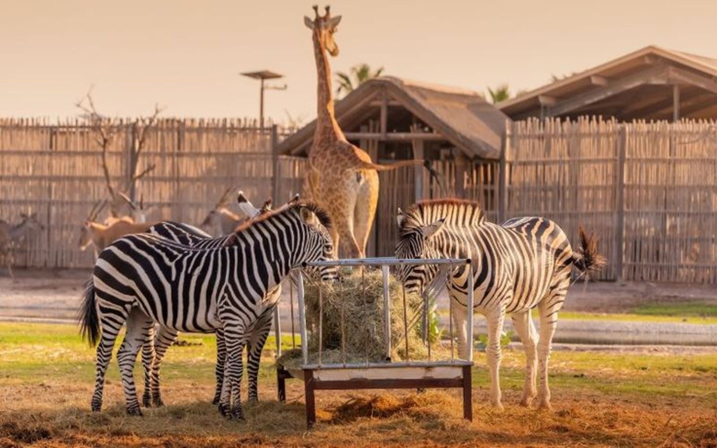 Трансфер в Dubai Safari Park