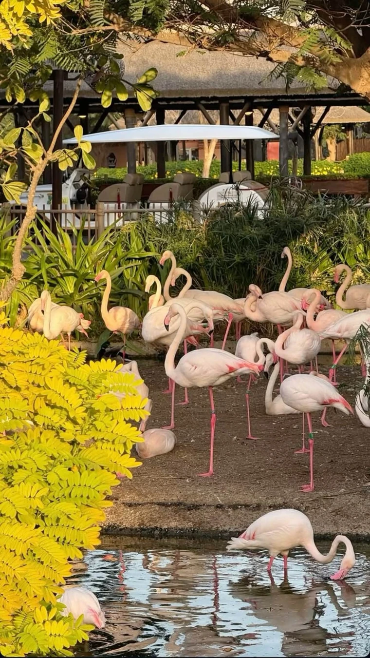 Трансфер в Dubai Safari Park - фото 2