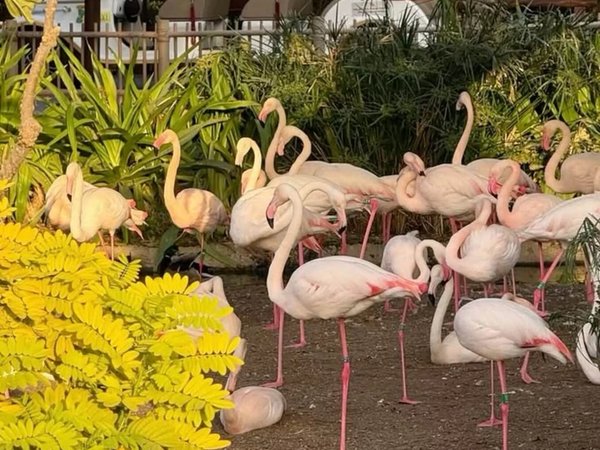 Трансфер в Dubai Safari Park - фото 2