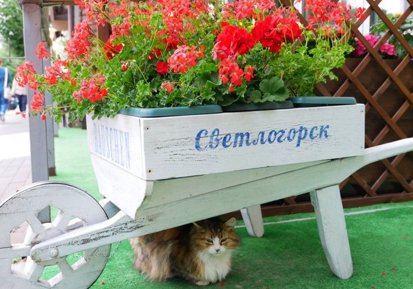 Три города за один день: Балтийск, Янтарный и Светлогорск из Зеленоградска