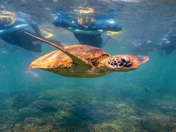Черепаший залив: морская прогулка из Сиде