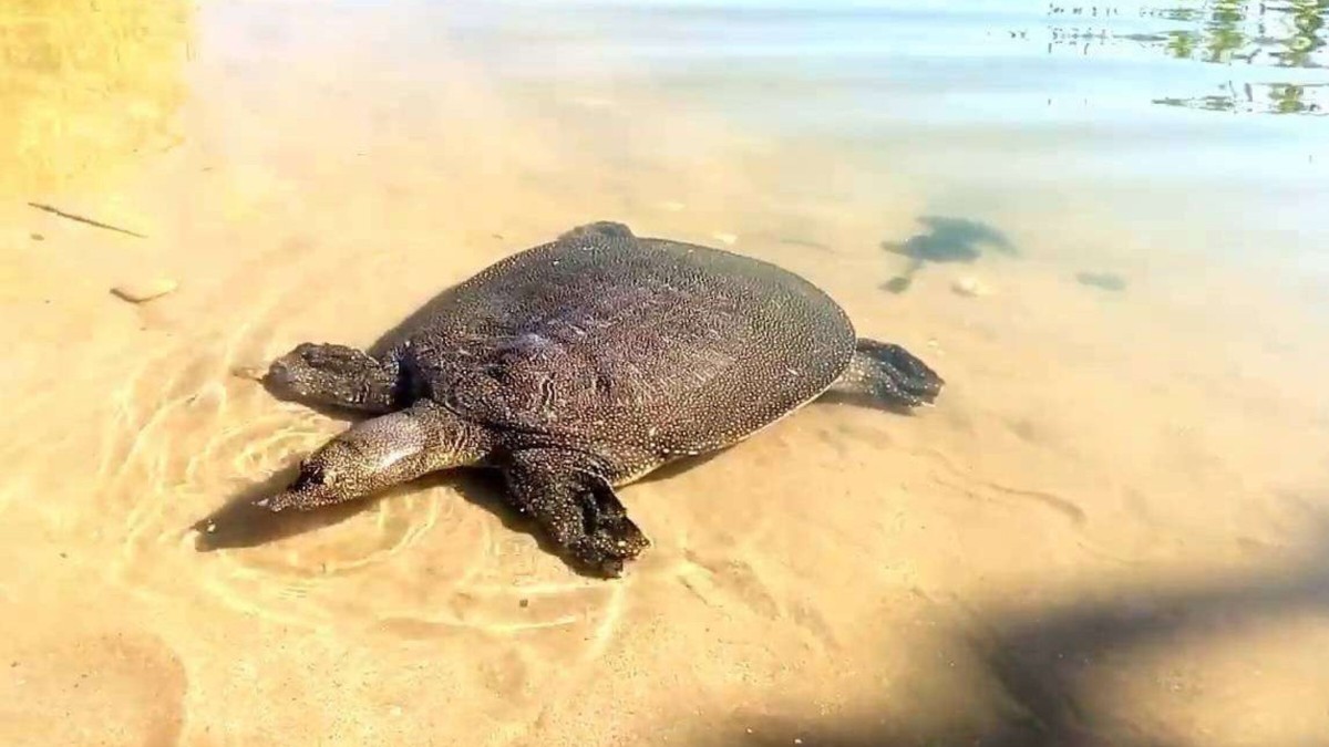 Черепаший залив: морская прогулка из Сиде - фото 4