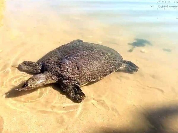 Черепаший залив: морская прогулка из Сиде - фото 4