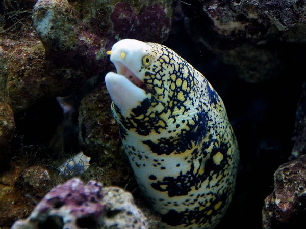 Подводный мир Красного моря и остров Хула-Хула — из Хургады - фото 4