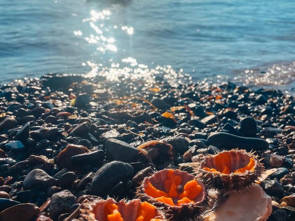 Морская рыбалка с приготовлением улова во Владивостоке - фото 2