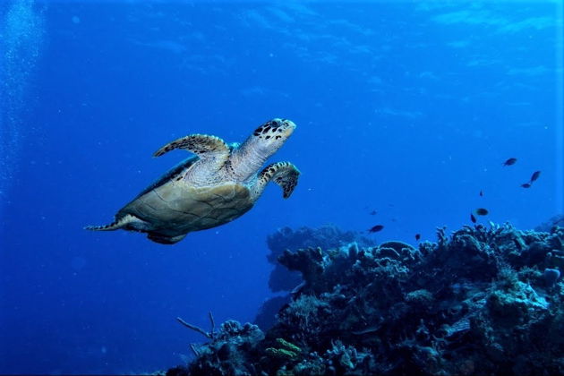 Фото экскурсии - Погружение с аквалангом в Сиде - 7