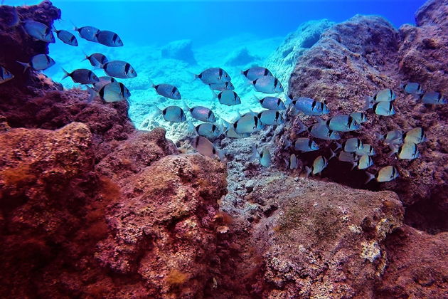 Фото экскурсии - Погружение с аквалангом в Сиде - 9