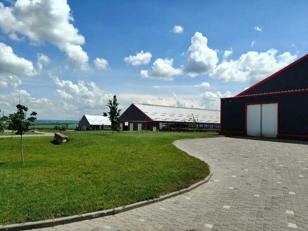 Буйволы, моцарелла и пицца: поездка на ферму из Пятигорска - фото 3