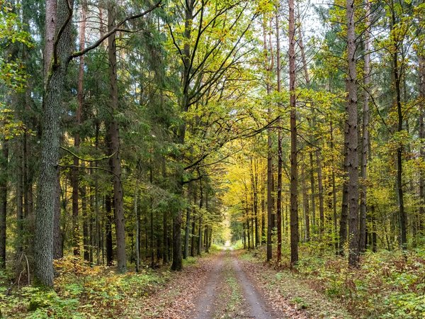 По Беловежской пуще на электрорикше - фото 2