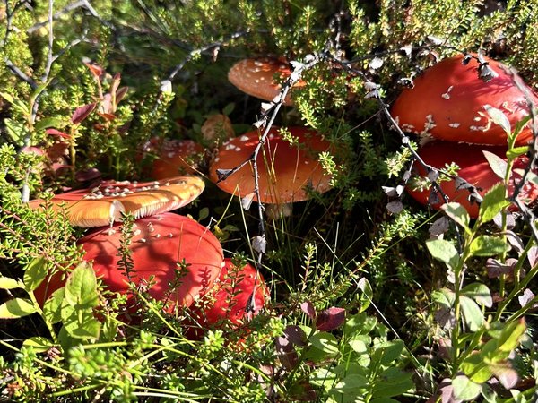 В посёлок-призрак Дальние Зеленцы (из Мурманска) - фото 4