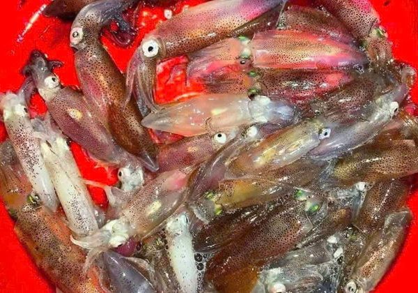 Прогулка на лодке с ловлей кальмаров и ужином на закате - фото 4