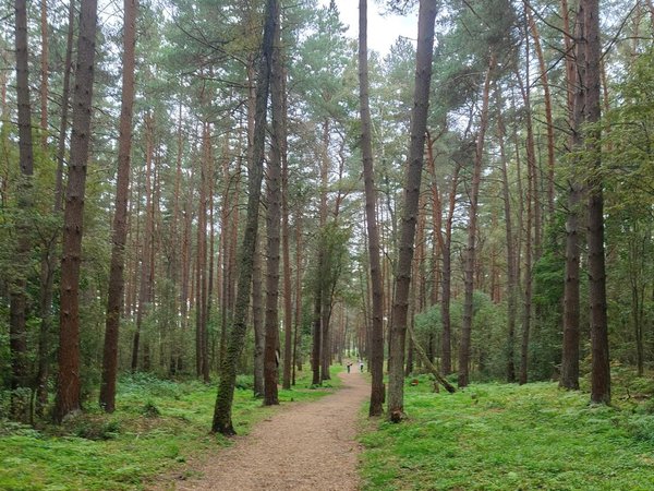 Викинги в Смоленске: следы эпохи в Гнёздове - фото 2
