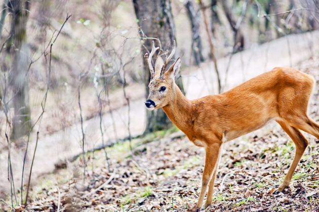 Фото - экскурсия: Форт номер семь, парк Сафари и живописные бухты Уссурийского залива