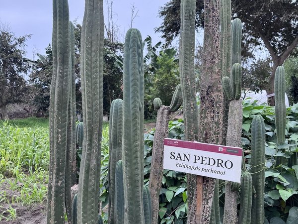 Из Лимы — в Пачакамак: оракул древнего Перу - фото 4