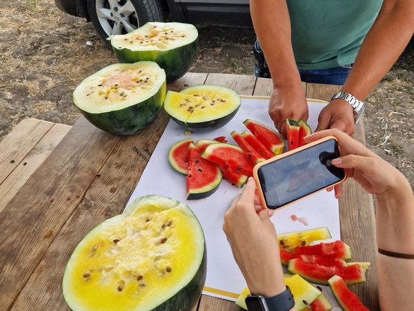 Хочу на бахчу! Гастропоездка за арбузом и другими чудесами полей - фото 1