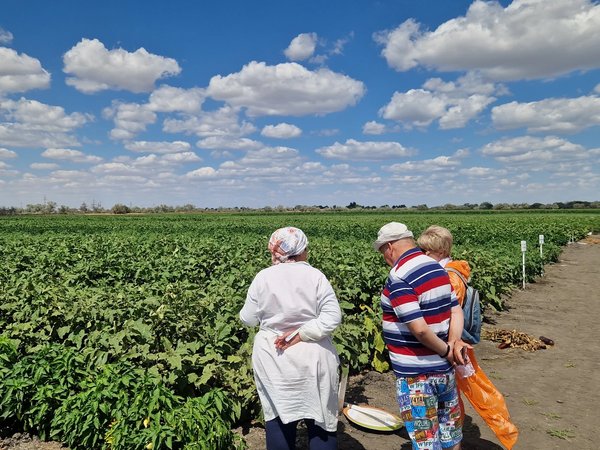 Хочу на бахчу! Гастропоездка за арбузом и другими чудесами полей - фото 3