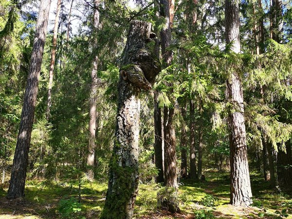 Из Бреста — в заповедный мир Беловежской пущи - фото 2