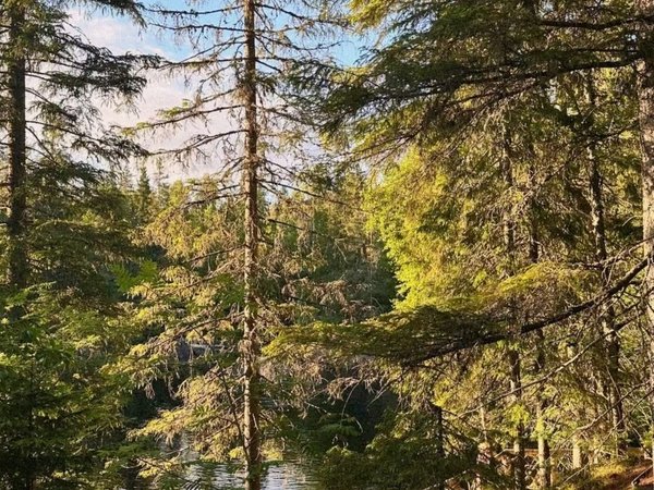 Трансфер в эко-парк «Долина водопадов» из Петрозаводска (с остановками) - фото 2