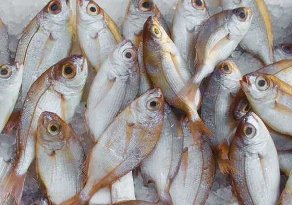 Морская рыбалка в Мармарисе и Ичмелере — 3 часа в открытом море - фото 4
