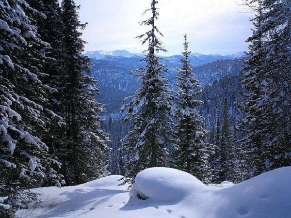 Ловим праздничное настроение на Алтае: природа, культура и знаковые локации края - фото 4