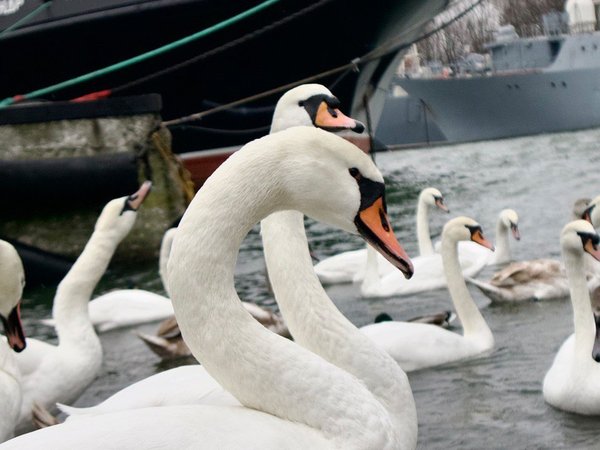 Новогодний калейдоскоп Балтийского побережья: музеи, города и сыроварня - фото 4