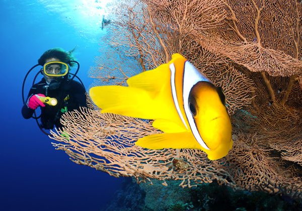 Дайвинг в Хургаде — красоты подводного мира Красного моря - фото 1
