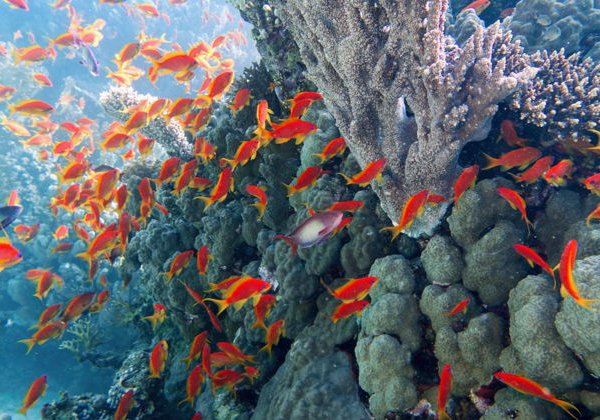 Дайвинг в Хургаде — красоты подводного мира Красного моря - фото 2