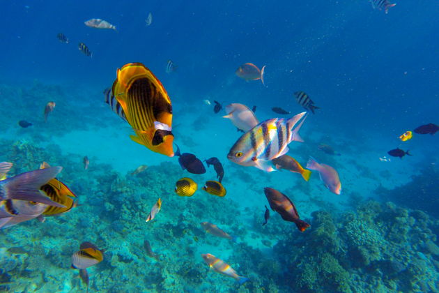 Фото экскурсии - Погружение в Хургаде - подводные чудеса Красного моря - 5