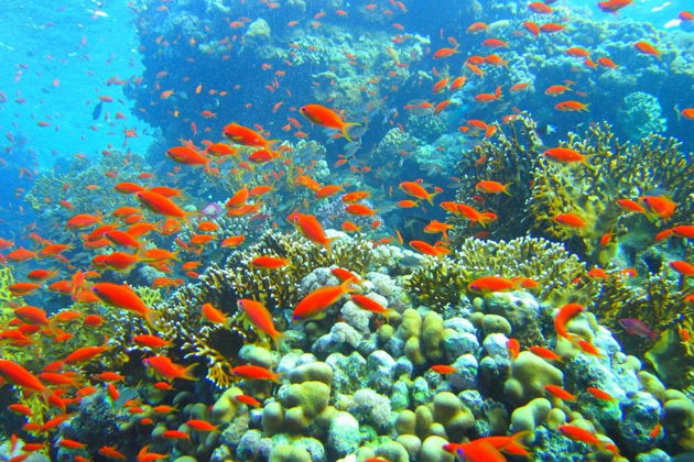 Фото экскурсии - Погружение в Хургаде - подводные чудеса Красного моря - 6