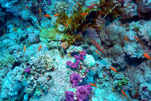 Фото экскурсии - Погружение в Хургаде - подводные чудеса Красного моря - 7