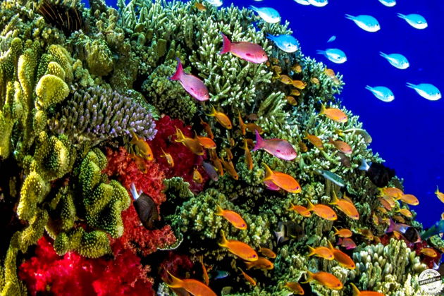 Фото экскурсии - Погружение в Хургаде - подводные чудеса Красного моря - 8