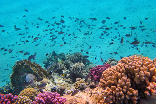 Фото экскурсии - Погружение в Хургаде - подводные чудеса Красного моря - 11